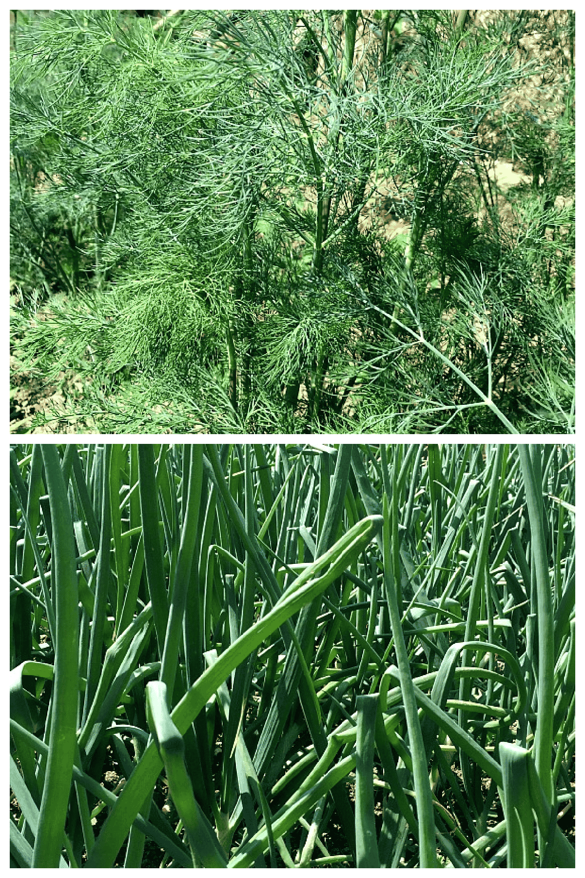 2 photos of dill and spring onions.
